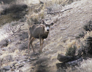Deer are a common sight on the Colorado Northwest Community College campus in Rangely, and sometimes some animals are a little more recognizable than others. This atypical mule deer buck has been hanging around the CNCC campus for at least four years, and recently he made his annual spring appearance.