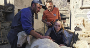  Paula is shearing sheep the old fashioned way in the Italian village of Valmalenco.