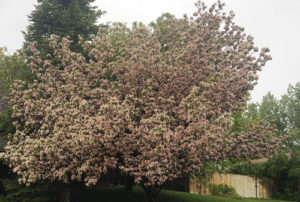 Some spring blooms are fading, but the crabapple blossoms in Steve and Donna Petersburg’s front yard on Pinyon Circle make for a vibrant reminder of the coming growing season.