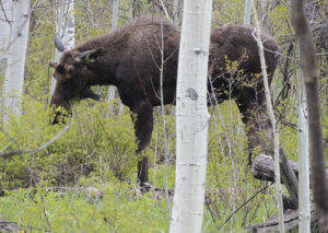 This lone bull moose, which is just starting to sprout his antlers for the year, was fairly well unbothered by the passing vehicles high up on County Road 8 on May 20, just a couple miles below the turn off to Trapper’s Lake. He ran across the road from one aspen grove to another, then stopped to eat for several minutes, roughly 25 yards off the road.