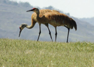These two sandhill cranes, known for the red crested feathers on the top of their heads, stopped in a field off County Road 4, roughly five miles just south of Meeker, on Thursday morning. One would guess they stopped in for a snack along their usually long trek to the north for the warmer summer temperatures.