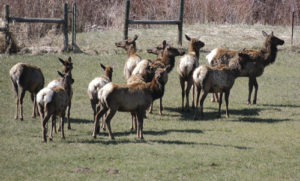 This group of 12 elk is the last of a herd of more than 80 head of elk just before they crossed the White River on a recent morning about 200 yards upriver from the Miller Creek Bridge just off County Road 8. It took more than 20 minutes for the entire herd to cross the river, then they headed up a steep cliff to an open field above the river.