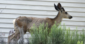 This young yearling buck, above, was seen recently taking a left onto Mesa then eating a few neighborhood wild roses early in the morning in Rangely. Not far away, below, might have been this buck’s dad, with a considerably larger rack.