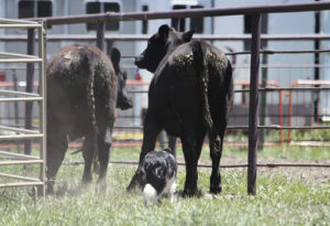 This border collie is moving in on two cows as part of a cattledog competition in which the dog has to pen three cows. The Meeker Cattledog Classic will run on Saturday at Ute Park, west of Meeker. Forty dogs and their handlers are expected to compete in the one-day event in this inaugural year with the possibility it will be expanded in the future.