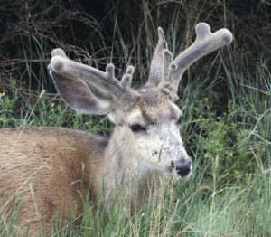 It was quite a wake-up call to catch this nine-point buck so early in the day at Rangely School Superintendent Matt Scoggins’ home in Rangely. The buck is still in the early stages of antler growth, but already the buck shows signs of at least nine points.