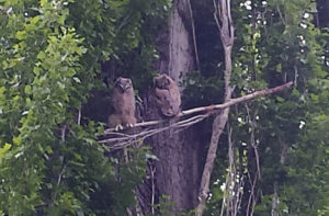 ually nocturnal animals, these two great horned owls seem oblivious to the time of day as they perch in plain sight among the branches in Rangely’s Elks Parks. The two raptors have been seen during the day around Rangely for a couple of weeks. A rare sight in the middle of town.