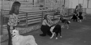 Taking part in the 4-H Dog Showmanship events held Monday were, from left, Savannah Mendenhall, Hailey Scott, Brooke Archuleta, Kayla Scott and Grace Roberts. The class was judged by Lisa Martin.