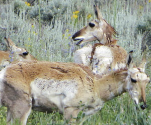 Noting that this herd of antelope may have wandered into some new grazing land, Marvine Creek resident Jim Joy sent this photo in with the note: “We have seen elk, deer, bear and moose here on Marvine Creek, but never, until Sunday, antelope at 7,600 feet altitude.”