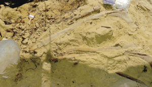 Evident in a different location are several clearly visible dinosaur ribs that run four to five feet through the lower level of the dig. The ribs are considered to be in very good condition and very dense. The site you see here is also where one of the world’s best specimens of fossilized dinosaur skin was found. The site was discovered on a Sunday afternoon in April 2014 when Josh Ellis and Ellis Thompson-Ellis were walking their Great Dane in the desert. It has taken a vast amount of work to get permission to excavate the site, which was only able to begin within the past month.