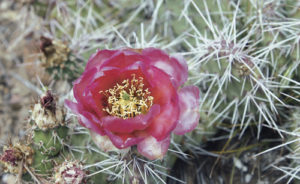 The high desert is not usually considered a hotbed of color in the summer, but one of the few exceptions occurs when the desert cactuses bloom. The red and yellow prickly pear cactuses are different types of the same succulent, but they add a colorful contrast to the normal desert sights around Rangely.