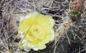 phRGYellowCactusNearRangely