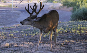 A quick stop by the Colorado Northwestern Community College campus in Rangely on Saturday caught this large buck in velvet grabbing a quick bite of lunch. He didn’t seem to be too upset about having his picture taken.