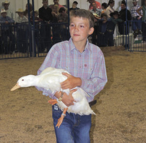 There were some good looking turkeys, geese and chickens on display at the annual Rio Blanco County Fair last week, and one of the best there belonged to Brendan Clatterbaugh, whose duck captured the title of Reserve Champion Poultry. In the 4-H/FFA Junior Livestock Auction on Saturday evening, Clatterbaugh sold his duck for $250 to Susan Stout.