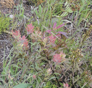 While the columbine is the Colorado State Flower and can be abundant around Colorado, the Indian paintbrush with its reddish-coral leaves is the state flower of Wyoming. Not nearly as common as the columbine, this Indian paintbrush appeared to be the only one in the area and was just off the pathway on the way to Trappers Lake overlook just above Scott Lake.