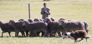 Border collie handlers come in ages, sizes, both sexes and varied attire for their challenges against sheep with their dogs, but all are very serious as they travel from as far away as South Africa for this 29th annual event in Meeker.