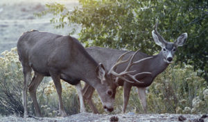 This big buck controls the campus this year, and that is understandable. But his little sidekick on Oct. 8 is the interesting one. He has been coming to the campus for about five years. He has a rack on one side and, if you look closely, you will see a spike on the left side. 