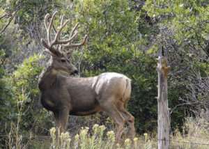 phmkMillerCreekBuck