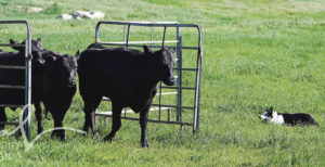 The border collie is the main cog in the track to get the cattle through the obstacle course, as seen here in the inaugural one-day 2015 Meeker Classic Cattle Dog Trial at Ute Park in Meeker in June. This year, the event becomes a five-day event and will be held again in June on two tracks at Meeker’s Ute Park, located just west of Meeker.