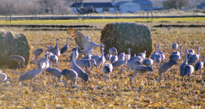 phrgGroupOfSandhill Cranes