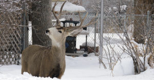 mkDeerBattlesHighSnow