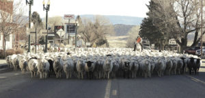 phmksheep on hiway