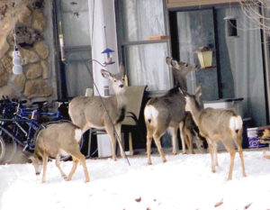 phrgDeerAtFeederOnCNCCCampus