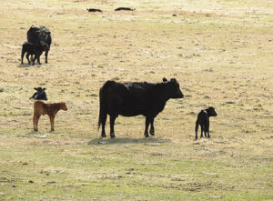 Three weeks ago, it was tough to spot any newborn calves in Rio Blanco County. Now, however, even though it is still March for a couple more days, calves can easily be counted in all directions from the lower valleys up toward the mountains east of Meeker.