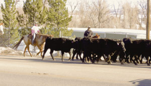 phmkCowsAlongMarketStreetEast