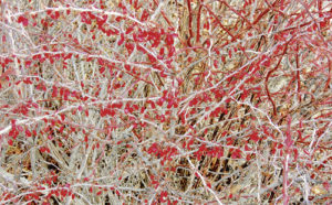 It is still March, still cold at night and there is still a lot of snow in piles all around Meeker, but these two bushes were blooming on Monday. It took a while to find some true signs of spring around Meeker, but the red buds, above, and the reddish stems with cotton-like buds, right, were looking good and strong as if they wait for the spring sun and heat just around the corner. Spring did officially begin last week, following the start of daylight savings time, which runs until November.