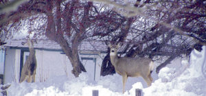 One way to find food that is buried under the deep snow is to look up into the trees as these two mule deer does are doing at the intersection of Fourth and Park streets in Meeker. Deep snow throughout both ends of Rio Blanco County have the deer looking to trees and shrubs they can reach as anything sprouting from the ground remains hidden under feet of snow.