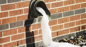 It may be that the days are warming up, but the nights are still frigid enough to keep this drain at Rangely District Hospital from thawing out. There’s no free water here for the animals unless they happen to be looking for a Popsicle.