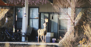 phrgTopDeerPhotoAtCNCC