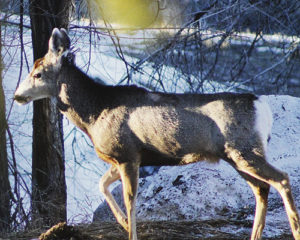 phrgYearlingBuck