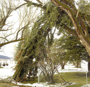 High winds and snow buildup in the past week have taken their toll on trees in Meeker and the surrounding area. This tree in Powell Park was damaged the evening of April 14. The top third of the tall spruce tree snapped off due to high winds and got hung up in an adjacent tree. If the tree had fallen the other direction, it would have fallen onto a house.