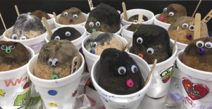 One of the kindergarten classes at Meeker Elementary School has a large number of completed chia pets ready to sprout as part of a class and personal experiment. Several facets of plant growth will emerge as learning tools for the kids.