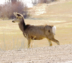 phmkMuleyDoeJustOffCountyRoad8