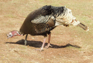 phmkTomTurkeyUpCountyRoad8
