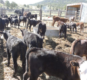Roughly 23 calves needed to be branded on Friday morning and afternoon at the Heil Ranch, located west of Meeker along Highway 64. All the cow and calf separating and getting the calves into the right pens and the cows turned out to pasture was all done on foot. Involved in the real work of the day were Dale Heil, Ed Heil, Lynn Rissell and Terry Anderson.