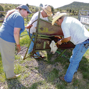 Lynn Rissel, left, watches as Dale Heil, right, tags the calf’s ear while Ed Heil, center, administers vaccine to the calf. 
