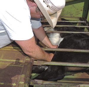 Dale Heil tries to squeeze his arms between the bars to gain access to the calf’s scrotum, which has a small rubber band placed between the testicles and the base. Over a short period of time, the testicles, due to a lack of blood, atrophy and fall off, eliminating the need to use a knife to cut out the testicles.