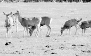 It seems like all the wildlife in Rio Blanco County can be found hanging out on County Road 8 on the way east toward the Flat Tops Wilderness Area and Trappers Lake, but this large herd of deer, about 35 in all, were spotted along County Road 4, north and east of Meeker. The herd was enjoying the sunny weather and the sprouts of fresh grasses coming up in a valley field.