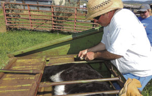 Ed Heil, center, administers vaccine to the calf as helper Lynn Rissel, far right, looks on. The vaccine provides a variety of protections against problems with the calves, including pink eye. 