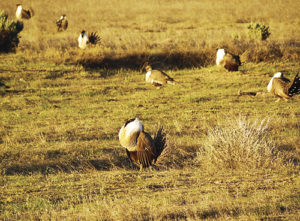 phmkSageGrouse (Bottom)