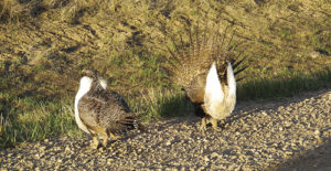 phmkSageGrouse(Top)