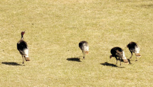 The spring weather has the wild critters of Rio Blanco County on the prowl, and these four hen turkeys are no exception. Enjoying the beautiful spring weather, these four young ladies were spotted recently just off County Road 4, east of Meeker.