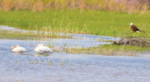 Not your usual scenery in Rio Blanco County could be seen Sunday afternoon on a runover pond just north of Highway 64 at mile marker 28. Enjoying the partly sunny sky  were two pelicans and bald eagle, which seemed to be waiting out the strong winds.