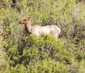 Standing out in the middle of short bushes on the far side of the White River from County Road 8, which runs east out of Meeker, was this lone cow elk on Sunday afternoon. She stood out among the darker green leaves about 50 yards up the hill on the far side of the river. Little game was visible on Sunday afternoon as the critters may have just been enjoying a relaxing day in the sun.