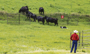 Lyle East of Clinton, Mo., works his dog with some cattle during the NCA Finals in Steamboat Springs. East will be one of the border collie handlers competing in Meeker during the NCA Finals in June.