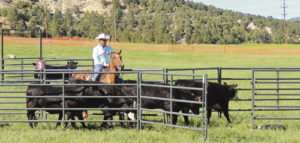 Nothing is more impressive to watch than the combination of handler, dog and horse during the two horseback classes out of five at the 2016 Meeker Classic National Cattledog Association Finals held in Meeker beginning June 15 and running through Sunday. More than 2,000 people were estimated to have visited Ute Park during the trials to watch 140 of the best cattledogs from Colorado, the United States and Canada.