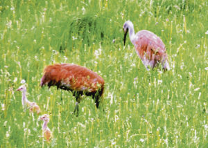 There is a new family of sandhill cranes in Rio Blanco County. This mom, dad and two young cranes were spotted Saturday afternoon along County Road 36, south of Meeker. Several sightings of sandhill cranes have been noted this spring, particularly in eastern Rio Blanco County.